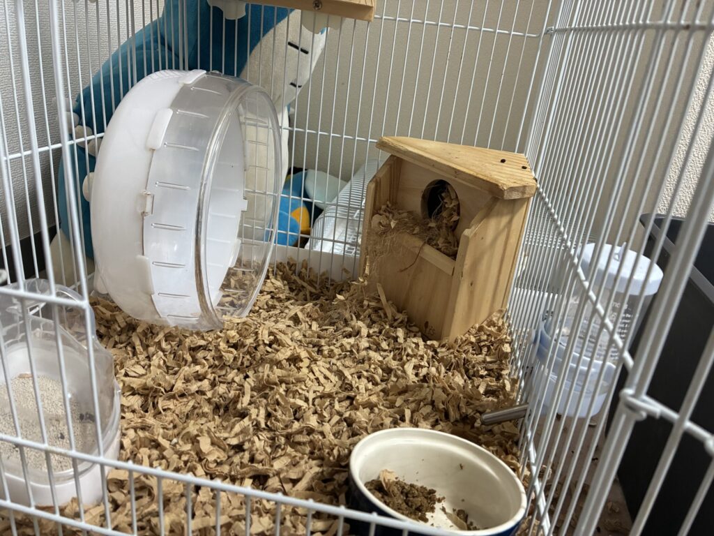 シマリス　ケージ環境