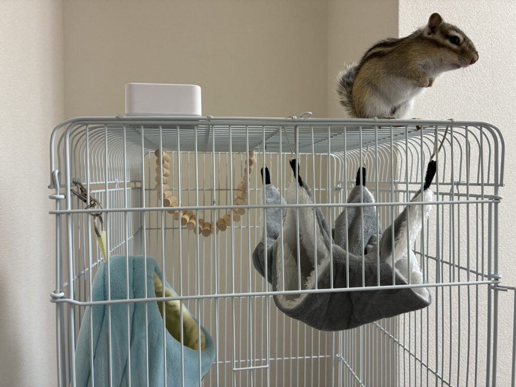 シマリス　ケージ環境